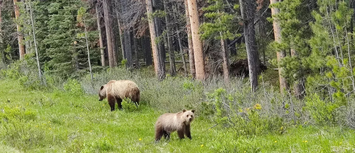 jasper national park canada beren.webp