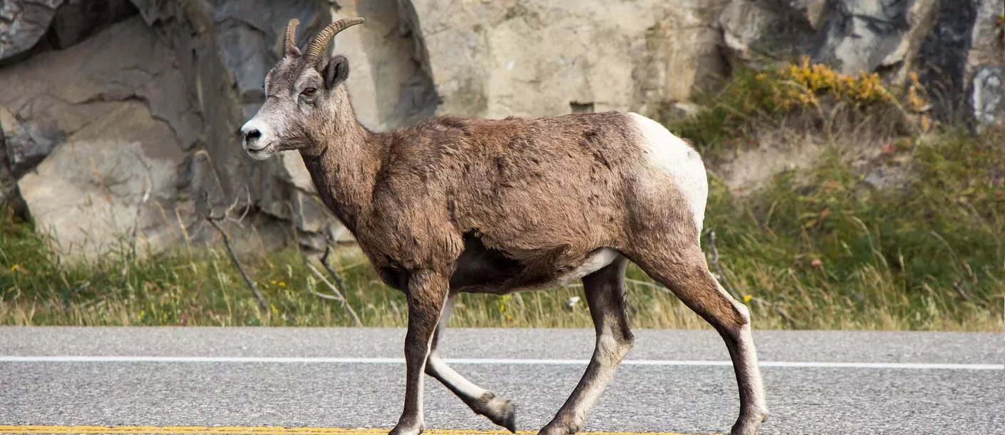 jasper national park goat canada.webp