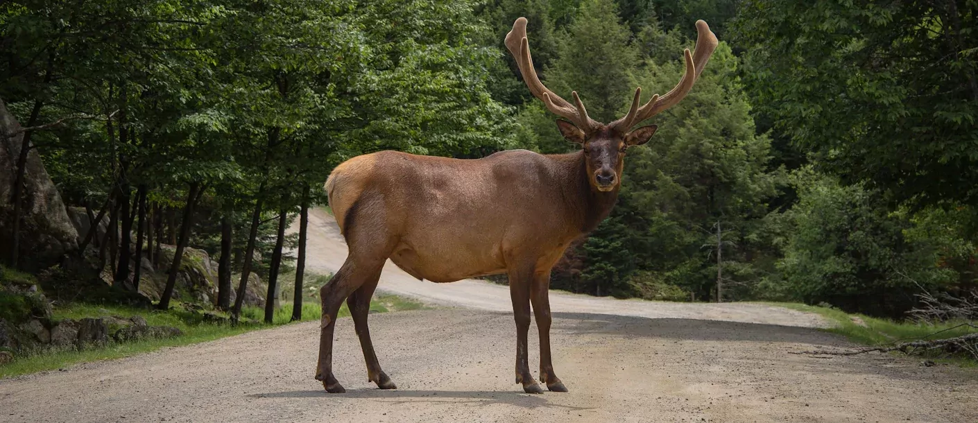 algonquin provincial park canada eland hert.webp