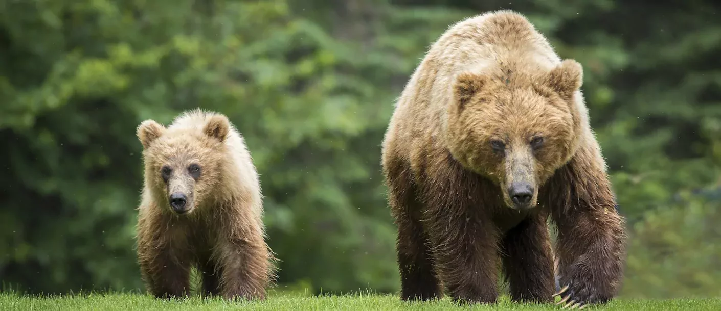 grizzly beer jasper canada.webp