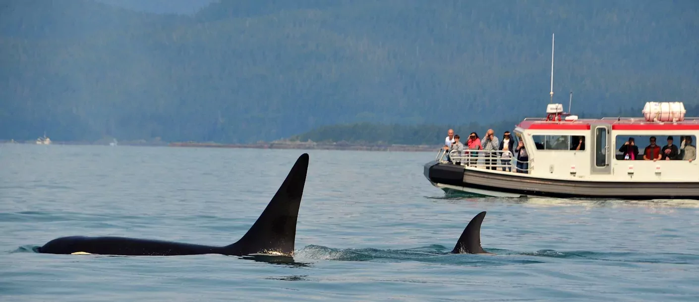 orca watching walvis orka excursie canada.webp