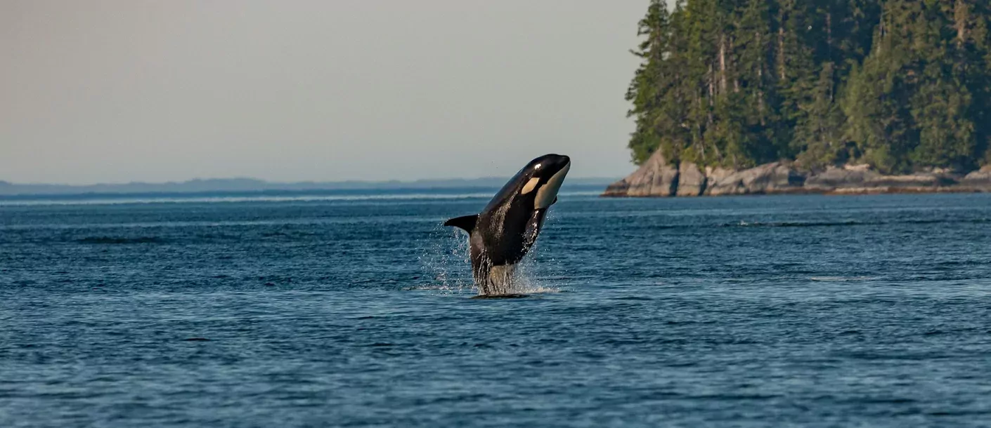 orka orca canada.webp