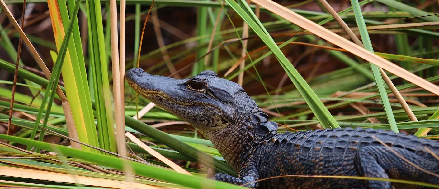 everglades.webp