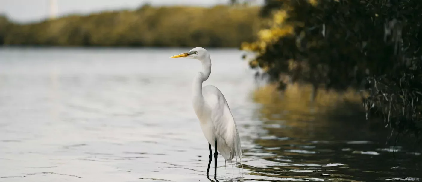 tarpon springs.webp