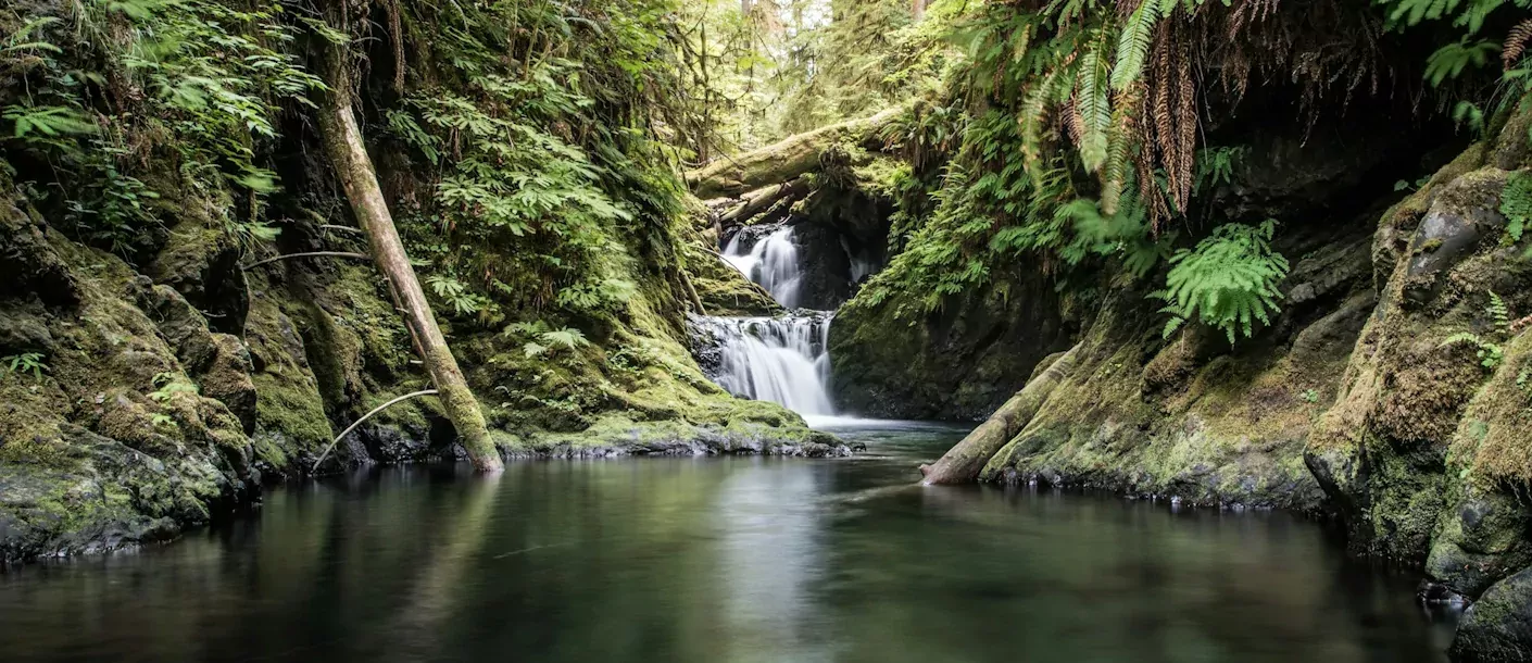 olympic-national-park.webp