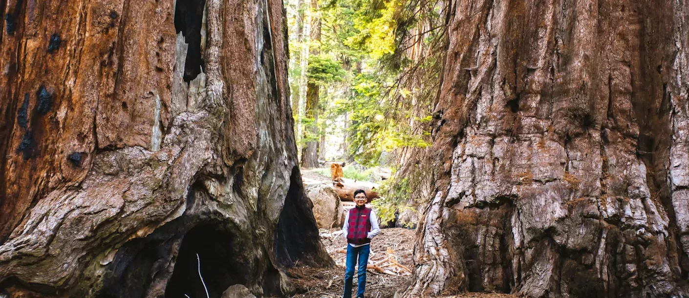 sequoia-national-park.webp