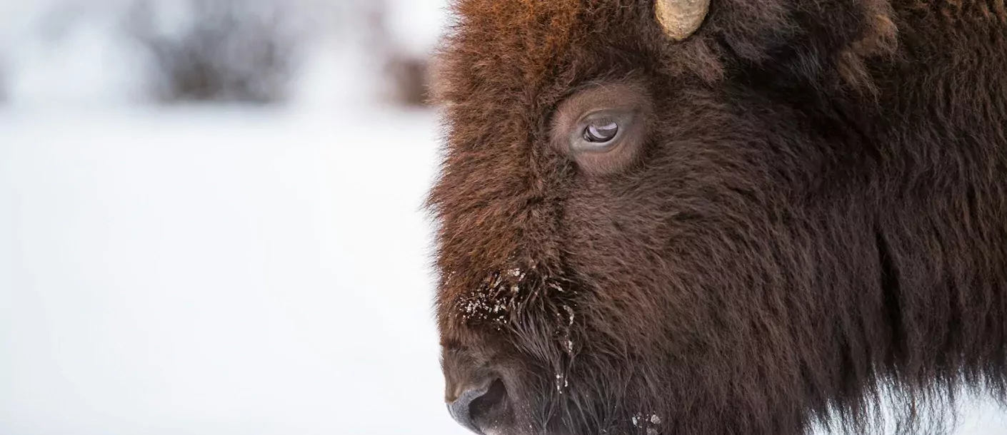 yellowstone-np2.webp