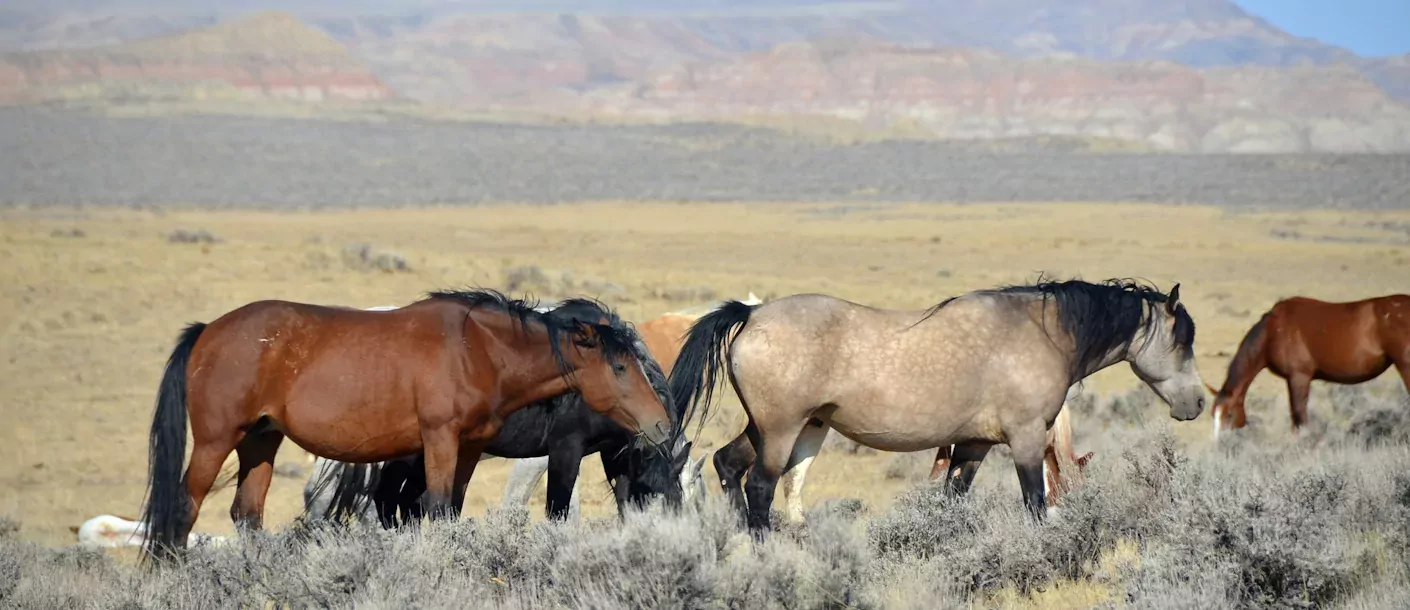 cody-wyoming.webp