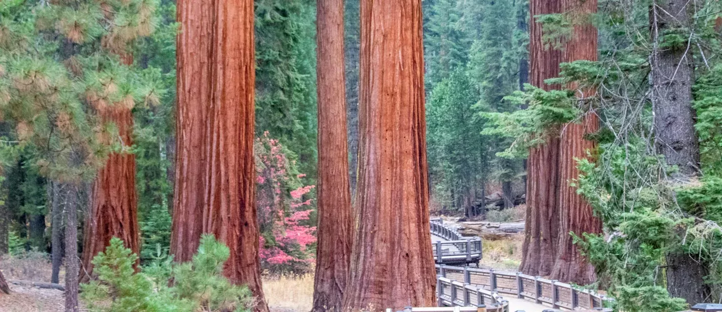 sequoia-national-park.webp