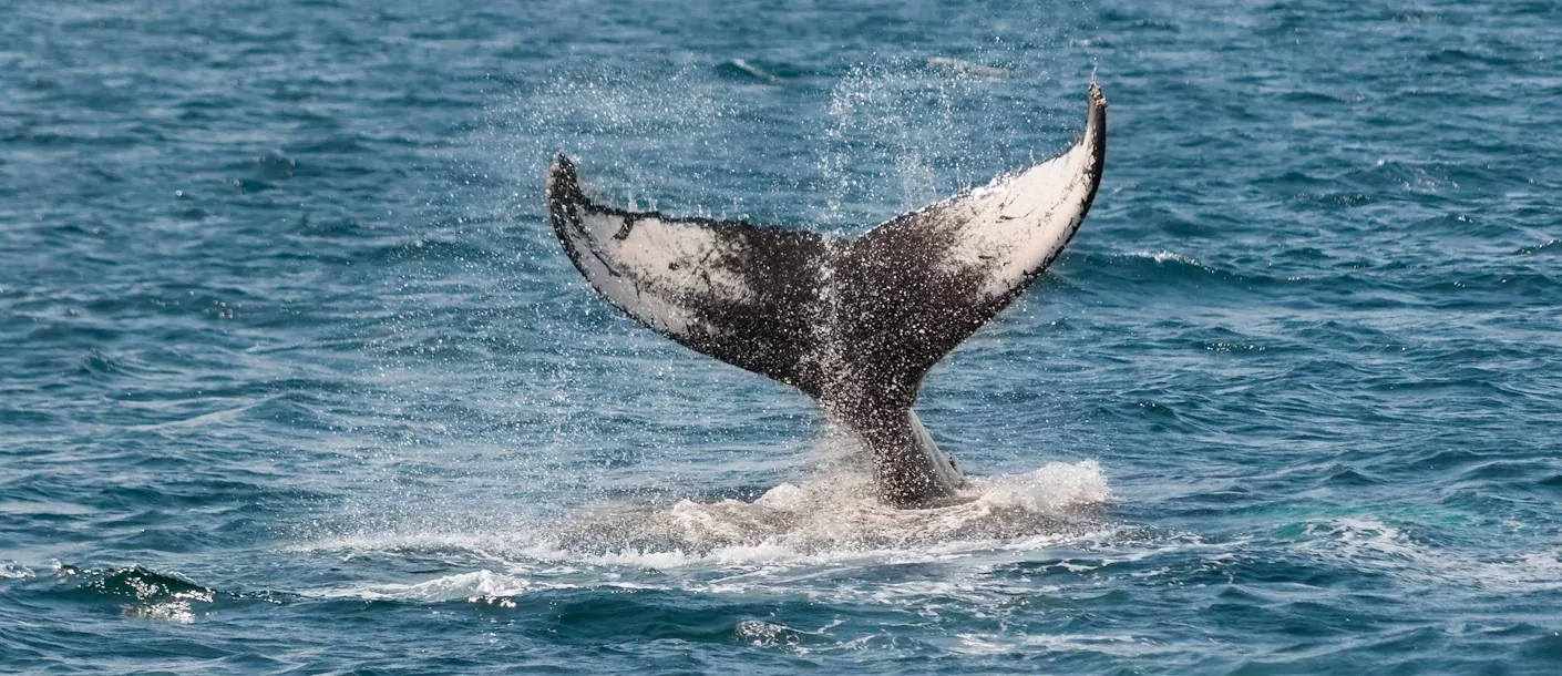 monterey whale watching.webp