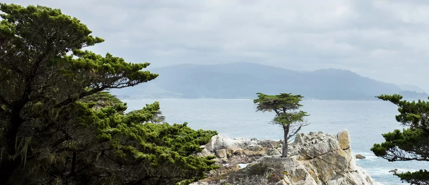 monterey - 17 mile drive.webp