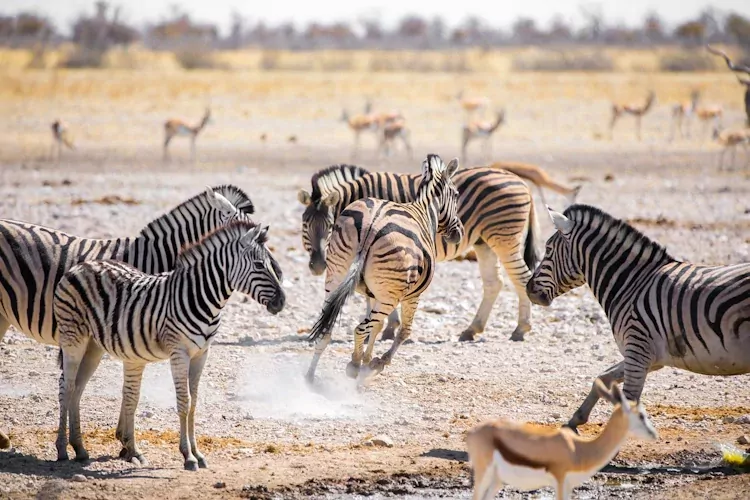 namibie zebras.webp