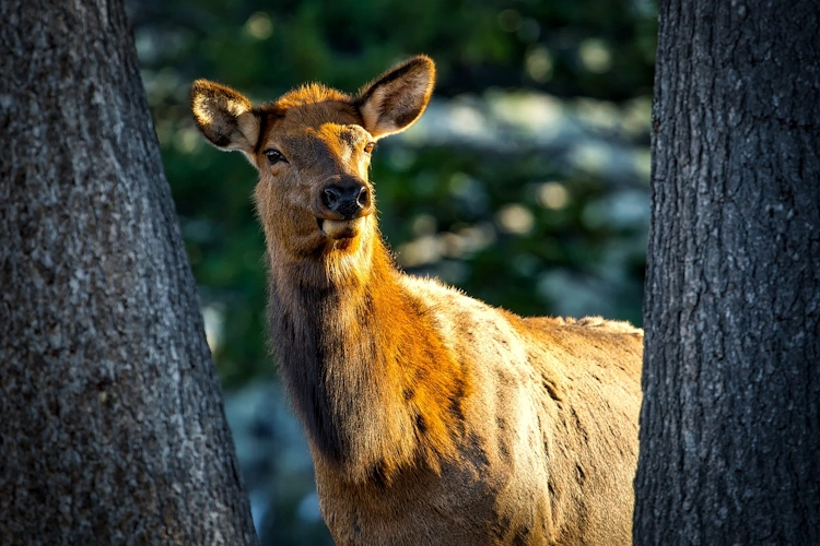 yellowstone elk 012.webp