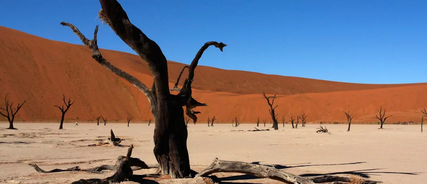 sossusvlei - dode boom.webp