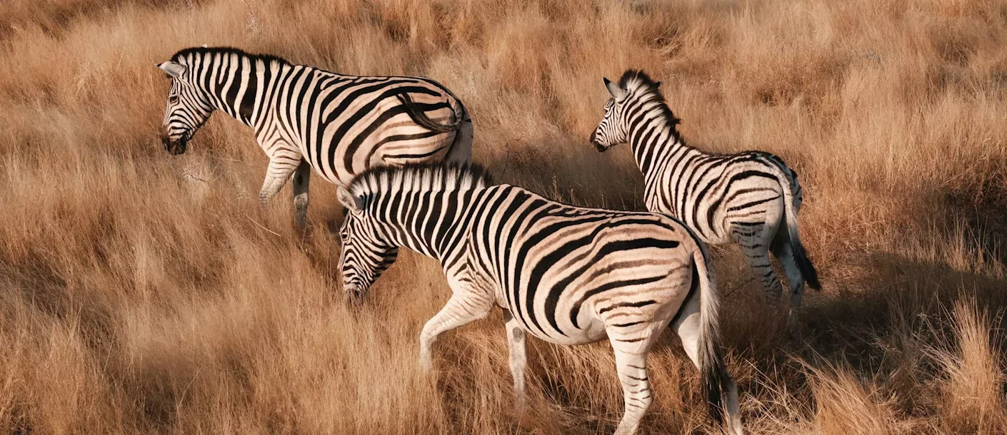 etosha - trio van zebra's.webp