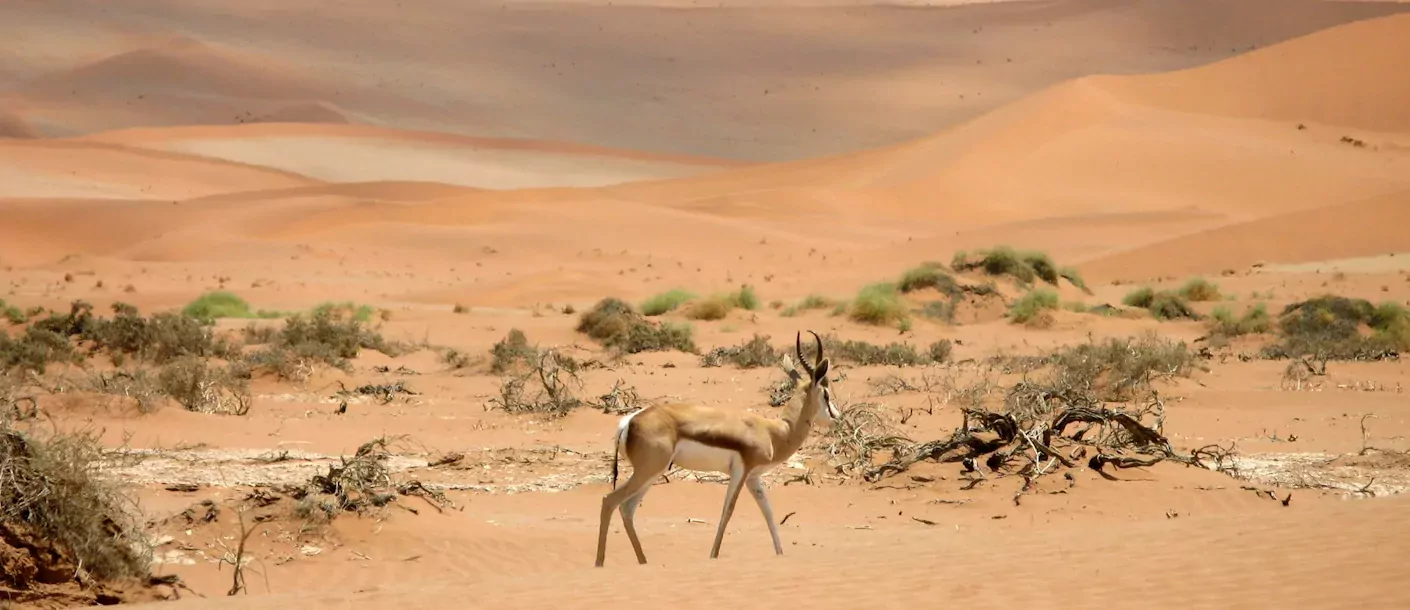 sossusvlei - springbok.webp