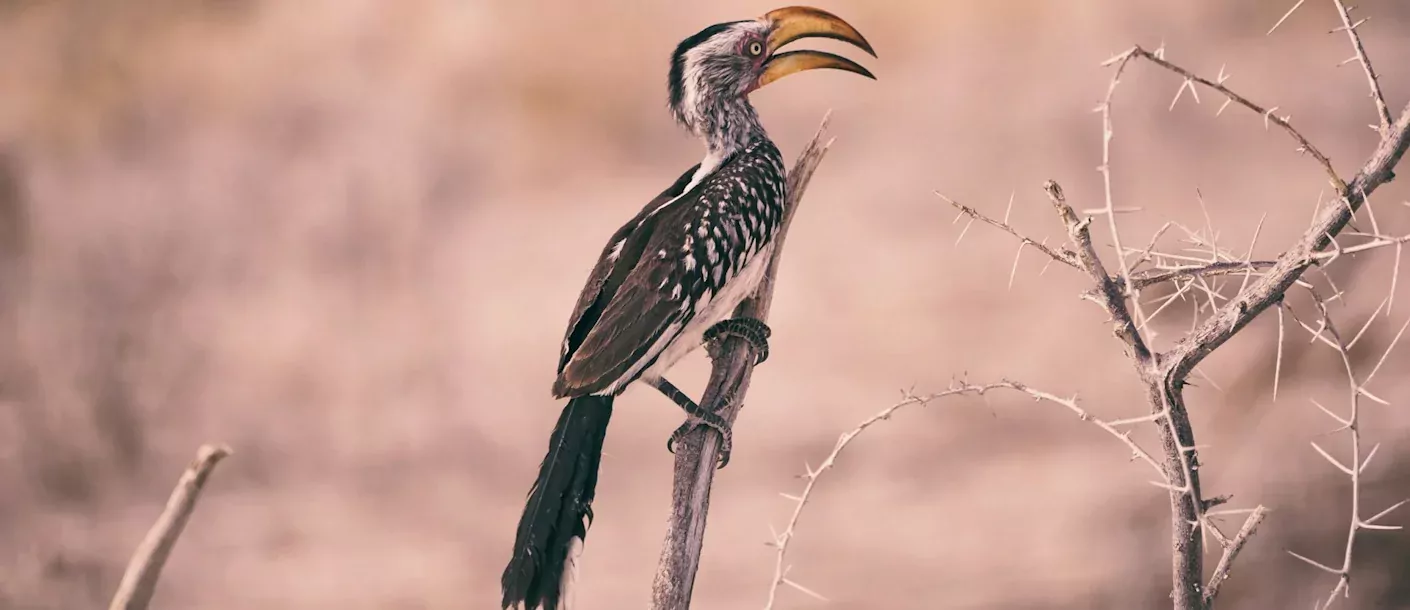 etosha - southern yellow-billed hornbill (2).webp