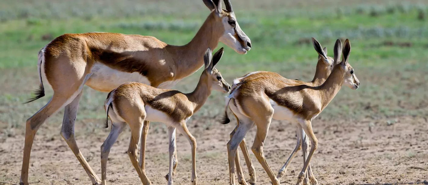 kalahari - springbok.webp