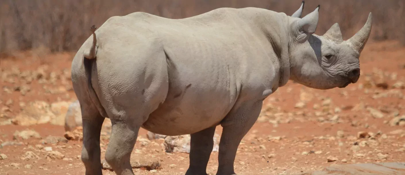 etosha national park - neushoorn.webp