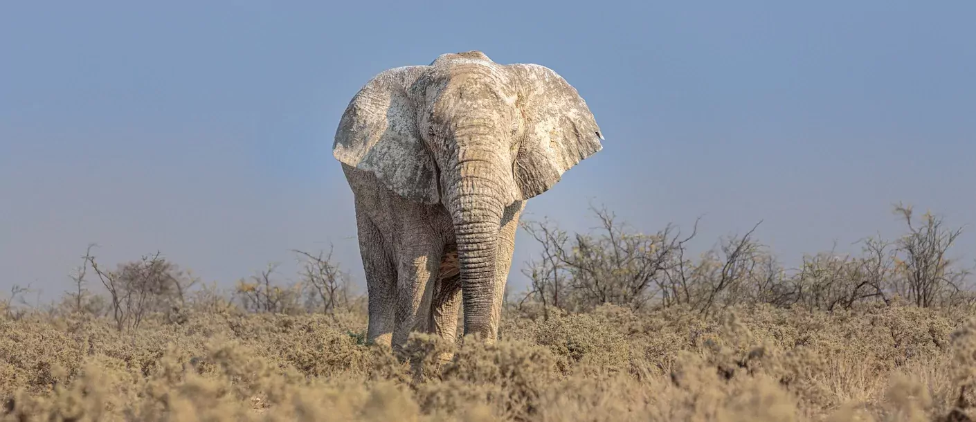 etosha national park - olifant.webp