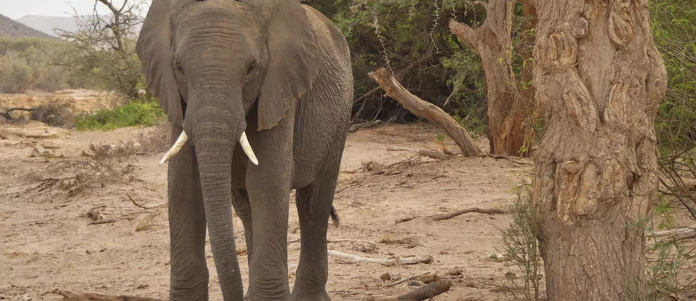 etosha - olifant (2).webp