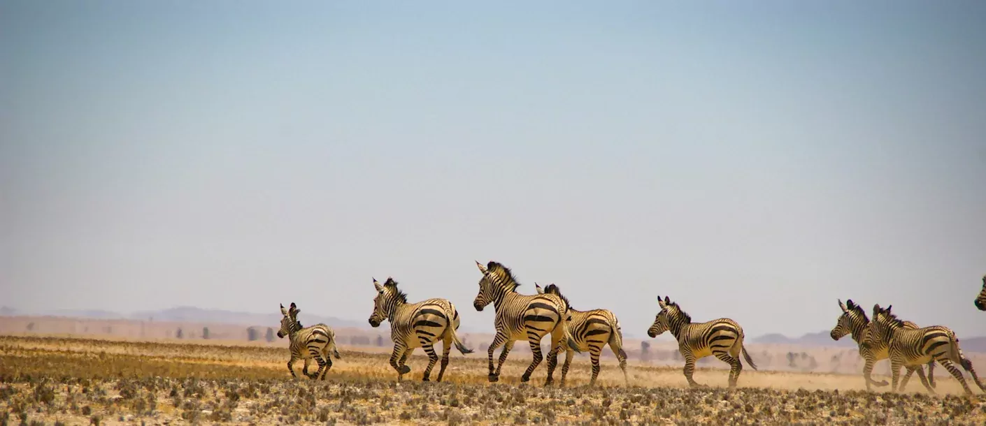 namib naukluft park - zebra's.webp