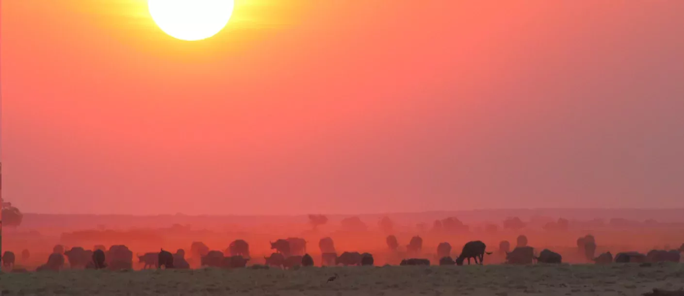 sunway botswana chobe buffalo sunset (ruan mey)-3.webp