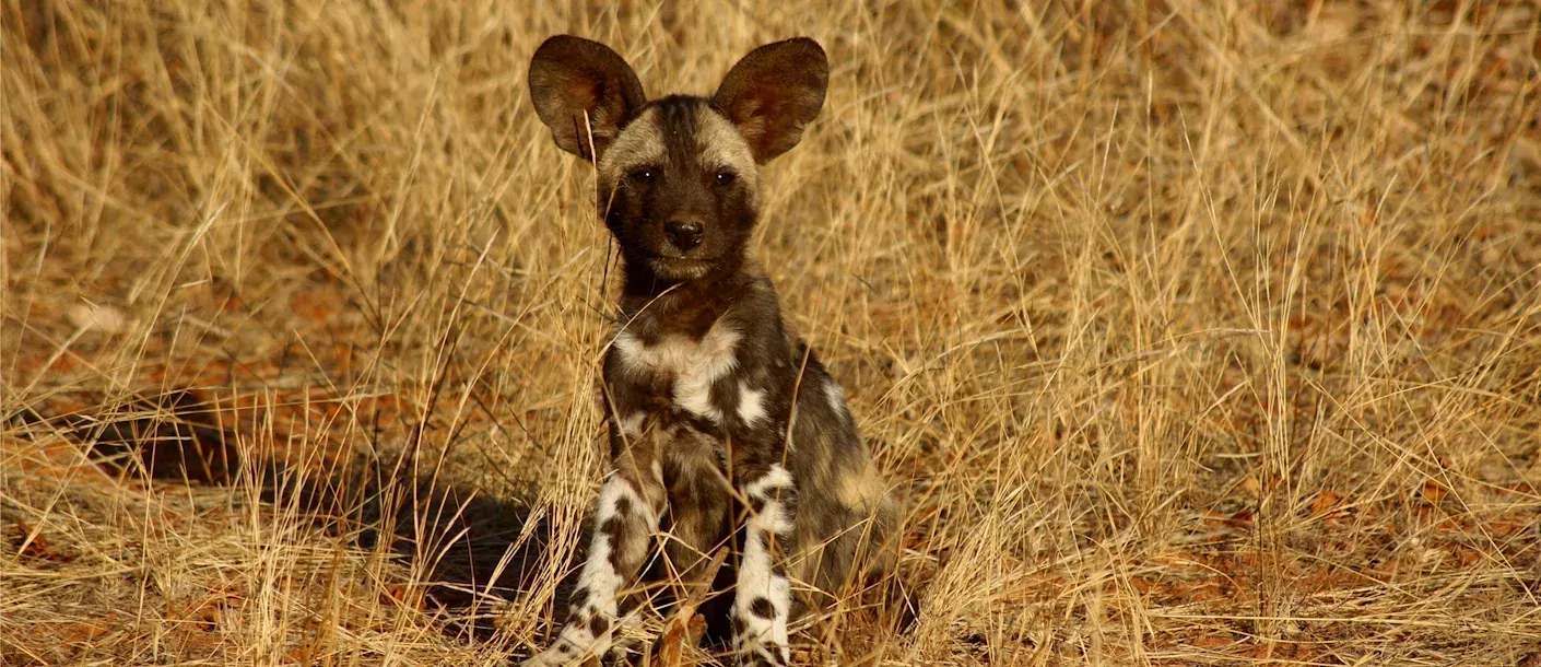 hwange np - painted dog conservaton centre - painted dog.webp