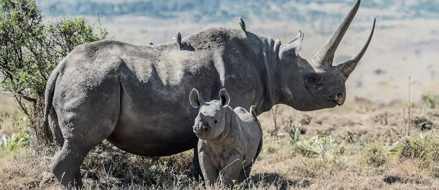 zwarte neushoorn met jong.webp