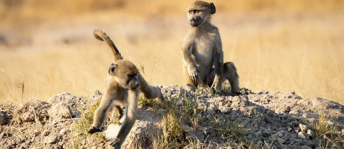 hwange national park - baboons.webp