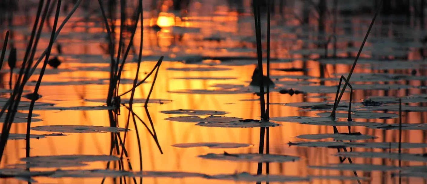 okavango delta - zonsondergang (2).webp