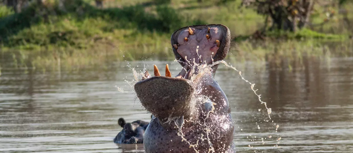 chobe - nijlpaard.webp