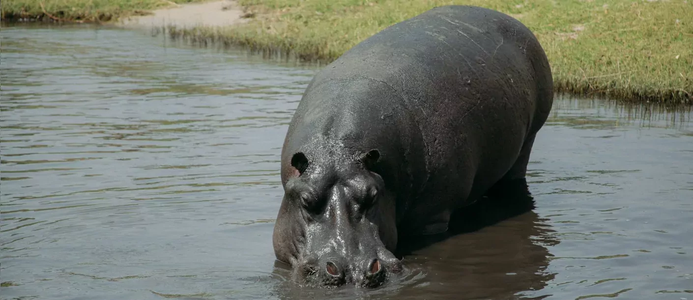 chobe rivier - nijlpaard.webp