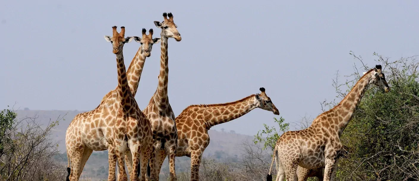 hwange  - giraffen.webp