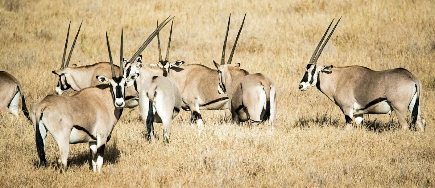 nata - gemsbok.webp