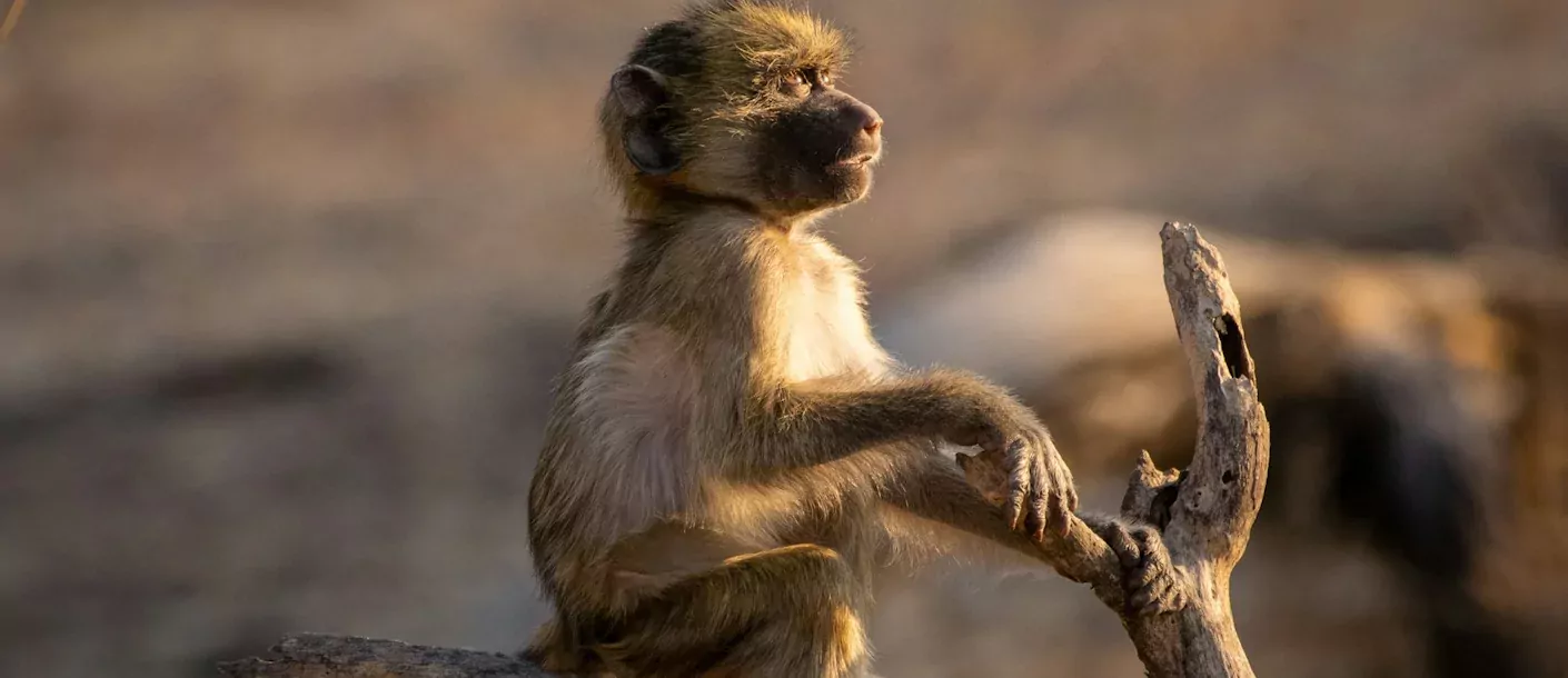 moremi - baboon.webp