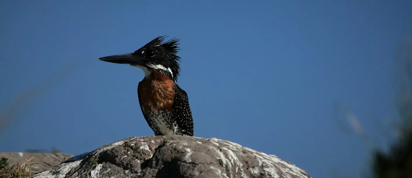 chobe rivier - kingfisher.webp