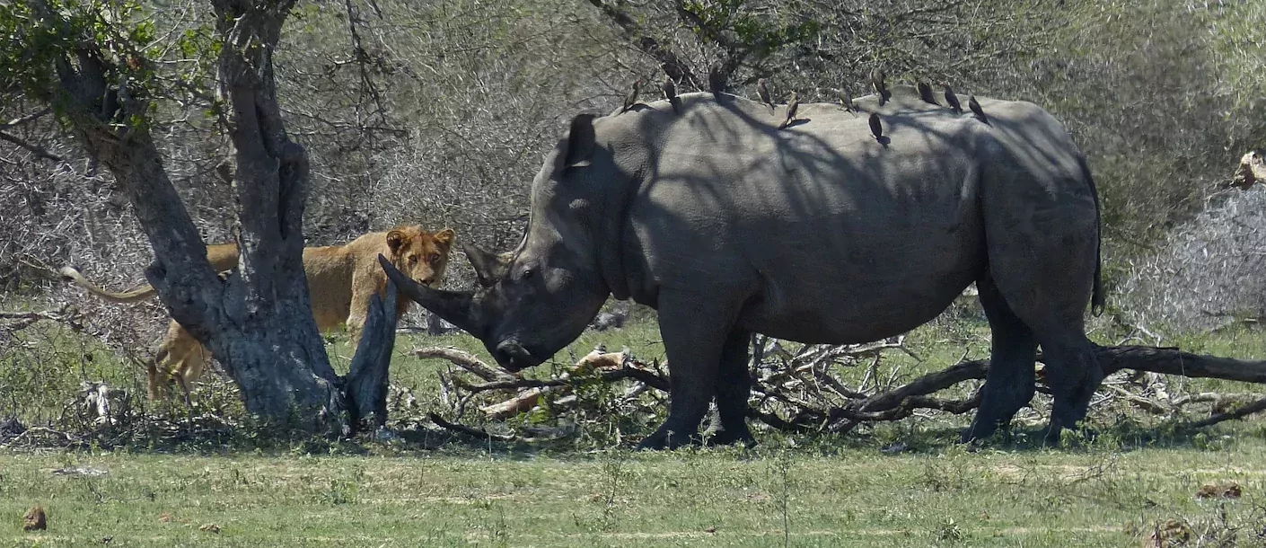 kruger - leeuw en neushoorn.webp