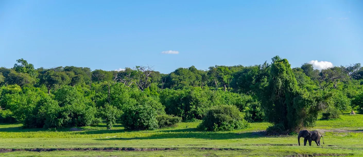 chobe river - olifant.webp