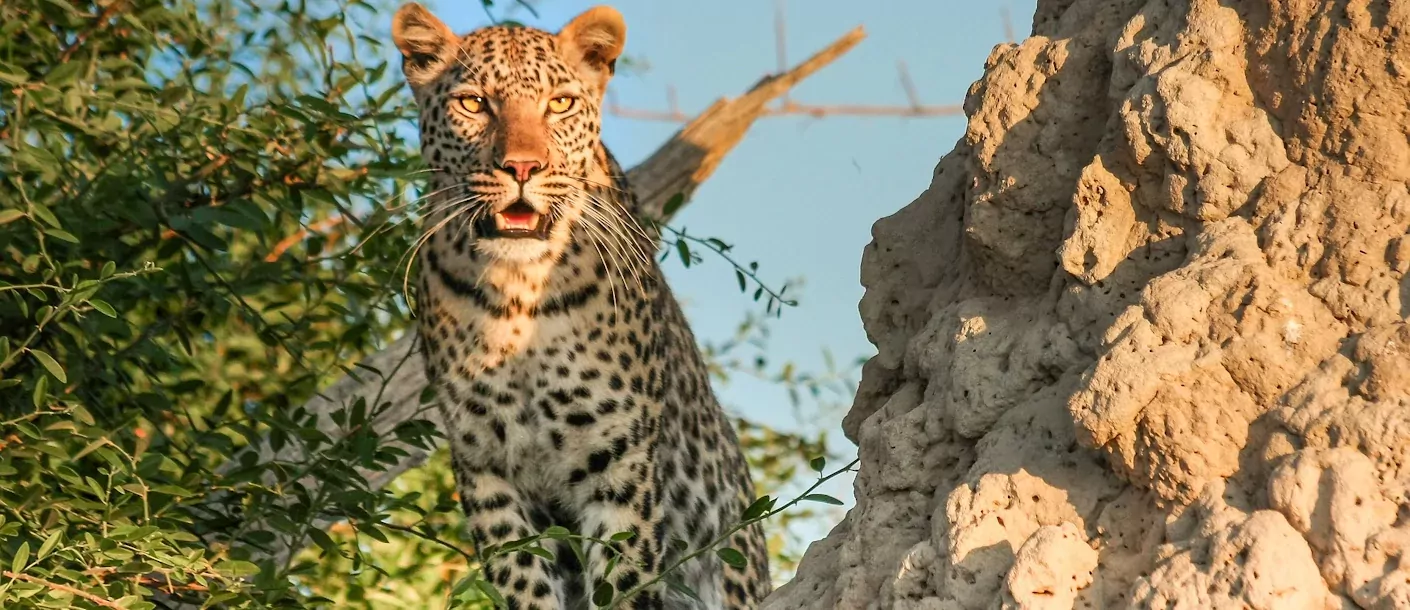 okavango delta - luipaard (2).webp