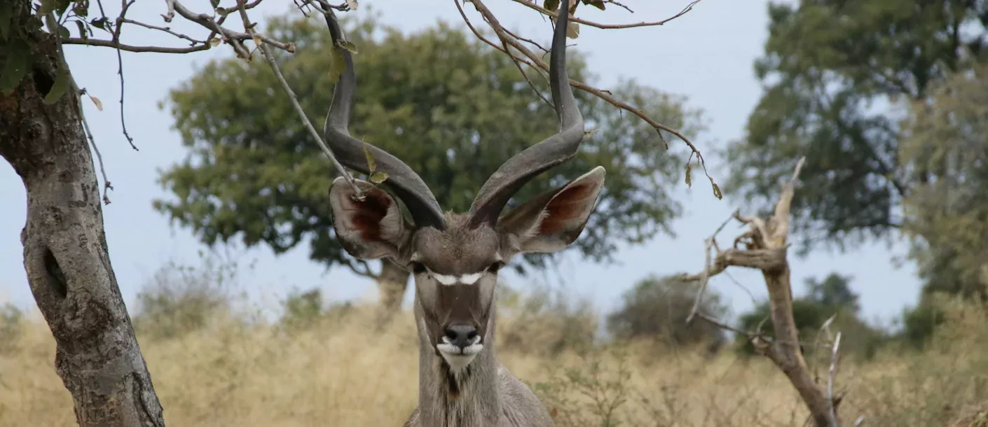 chobe - kudu.webp