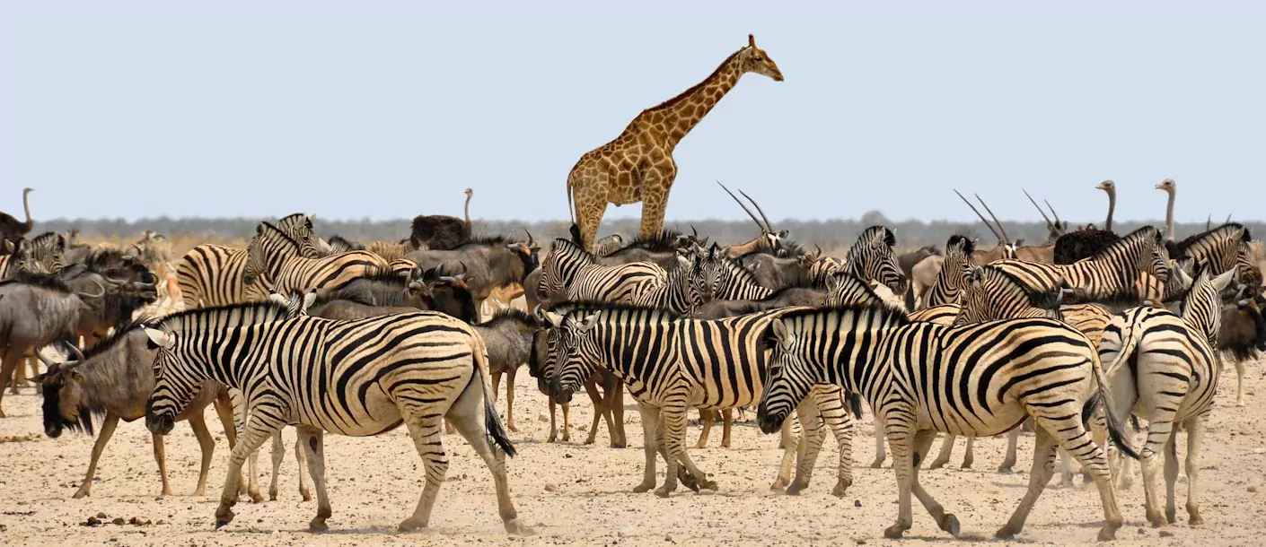 etosha - zebra's en giraffe.webp