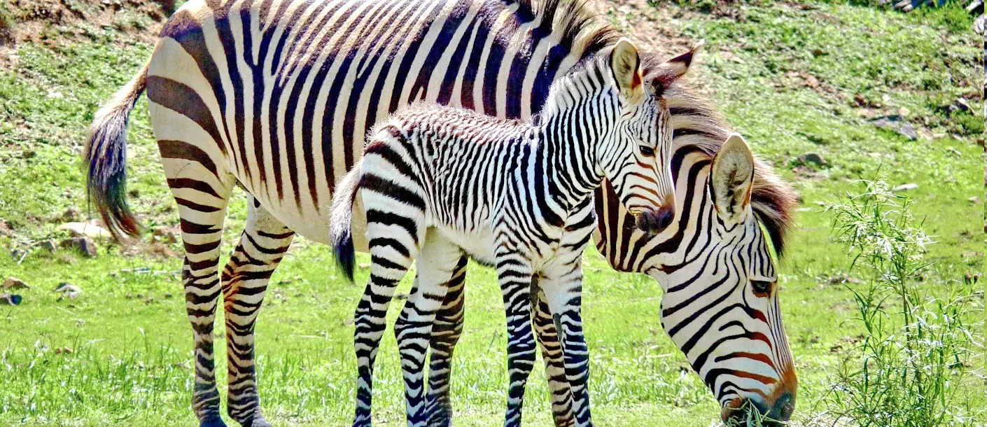 zebra veulen.webp