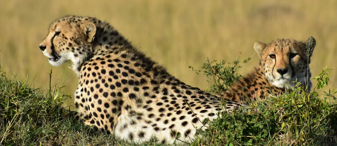 hwange - cheetah's.webp