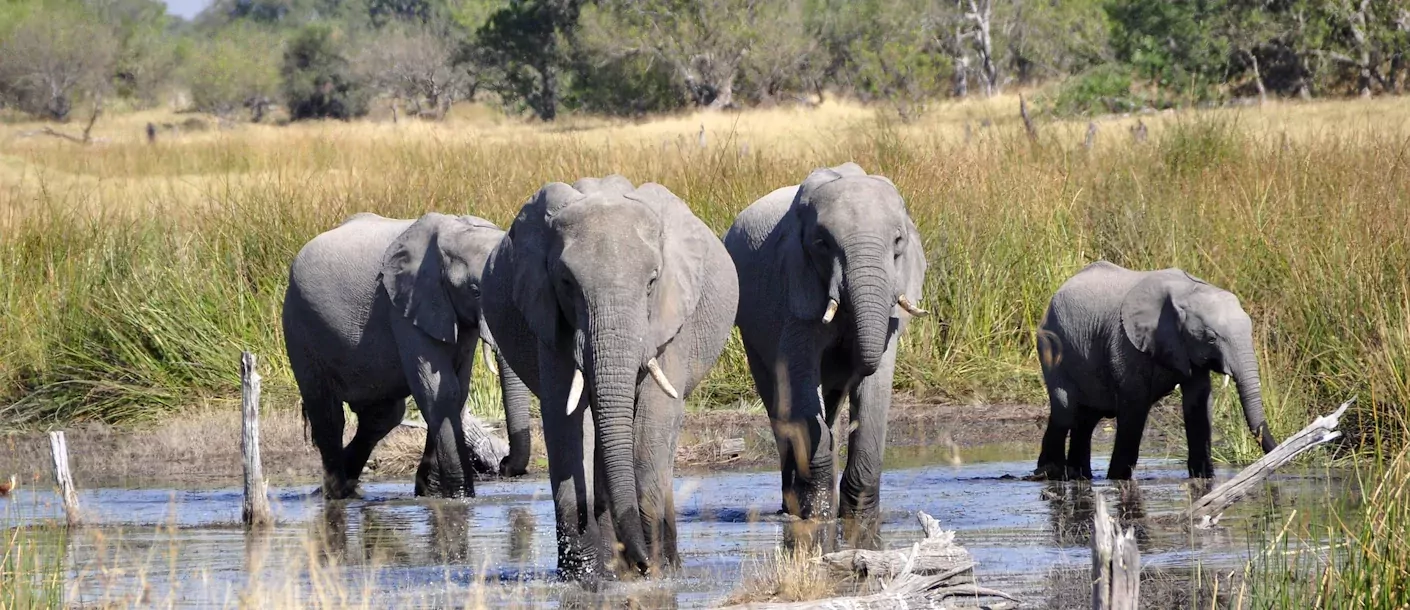 okavango delta - olifanten (2).webp