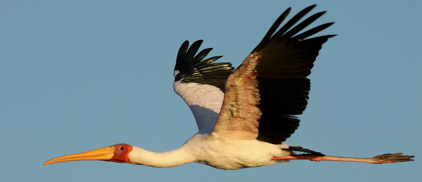 chobe river - yellow billed stork.webp