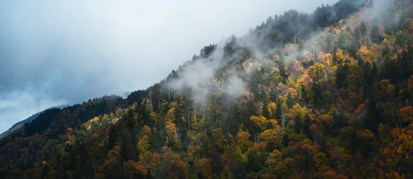 great-smokey-mountains.webp