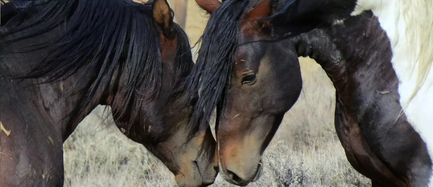 wild-mustang-sanctuary.webp