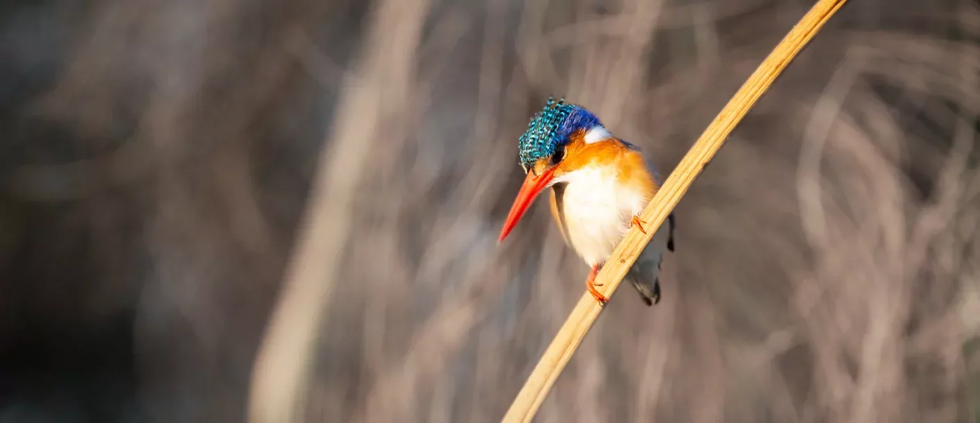 sunway botswana okavango guma lagoon camp bruce taylor-5414.webp