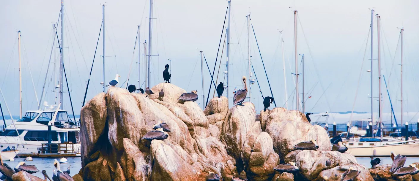 marina-monterey.webp